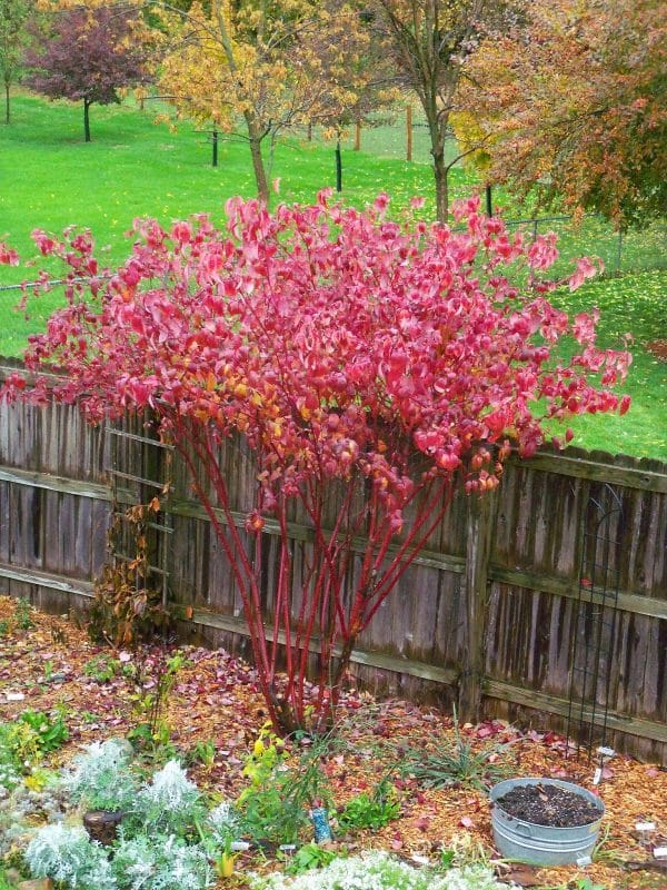 Standout Red Twig Dogwood