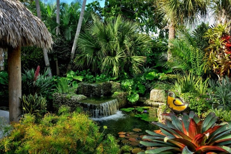 See more ideas about Tropical garden, Garden and Tropical landscaping. ... Sadly, an semi-tropical and thus an annual for us but beautiful in the shade garden.