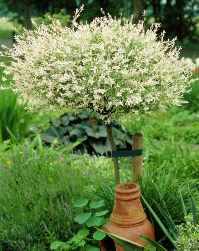 Eye-Catching Hakuro Nishiki