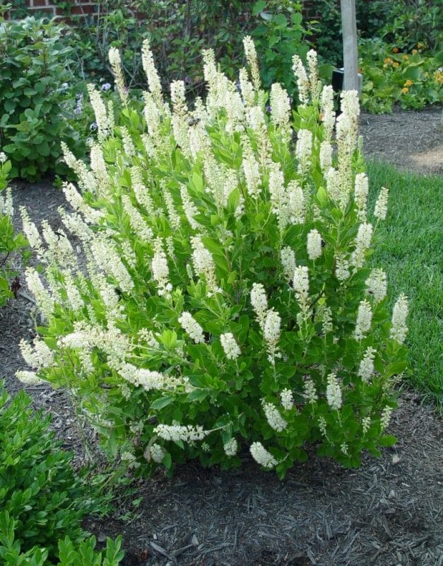 Clethra, the Butterfly’s Favorite