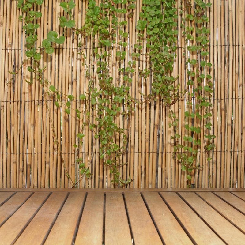 bamboo fence tree
