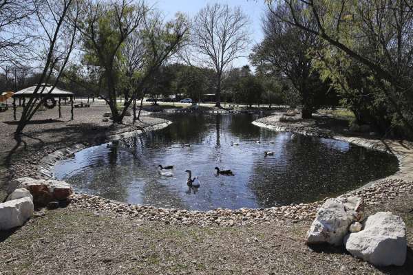 Aquatic Backyard Duck Pond
