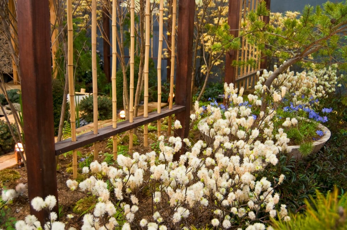 bamboo fence restoration