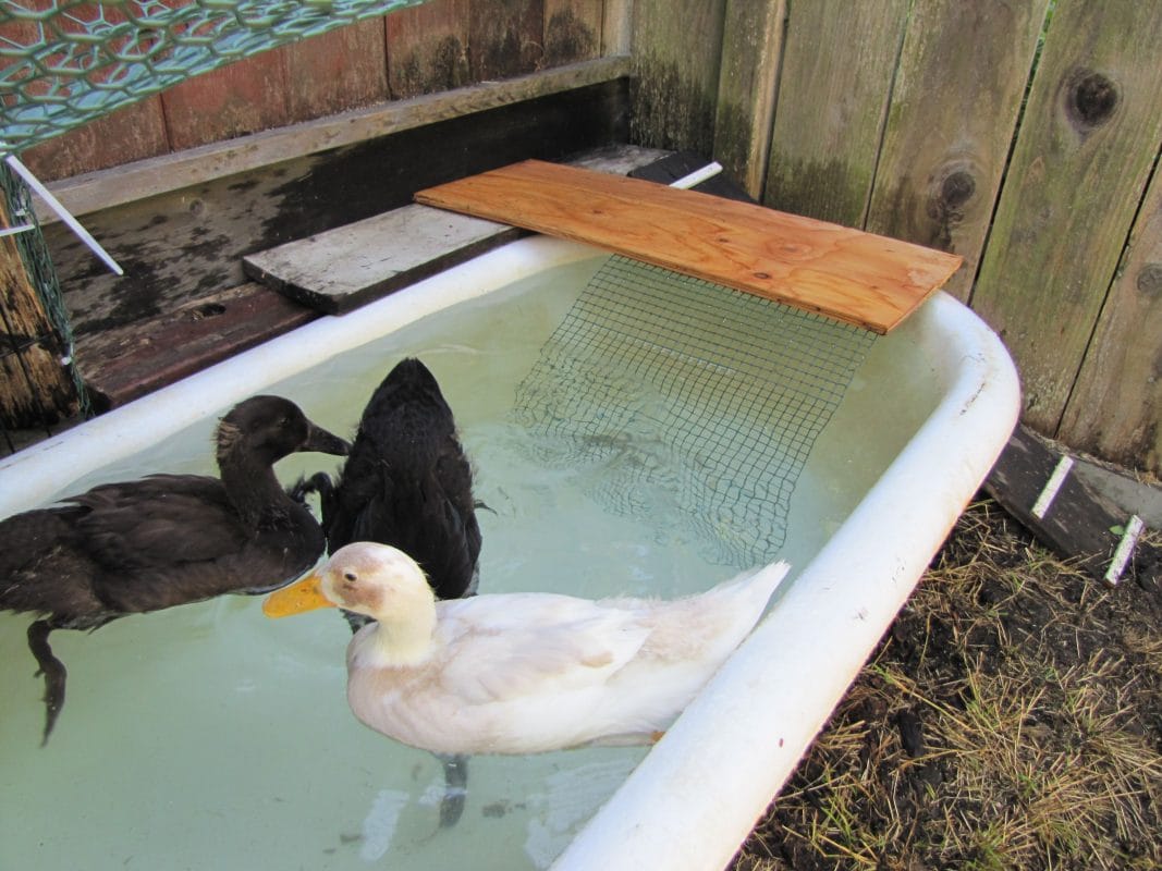 Bathtub Backyard Duck Pond