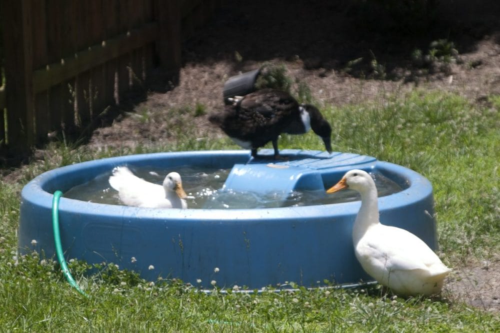 Blue Backyard Duck Pond