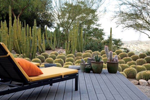 Cactus Garden Ideas
