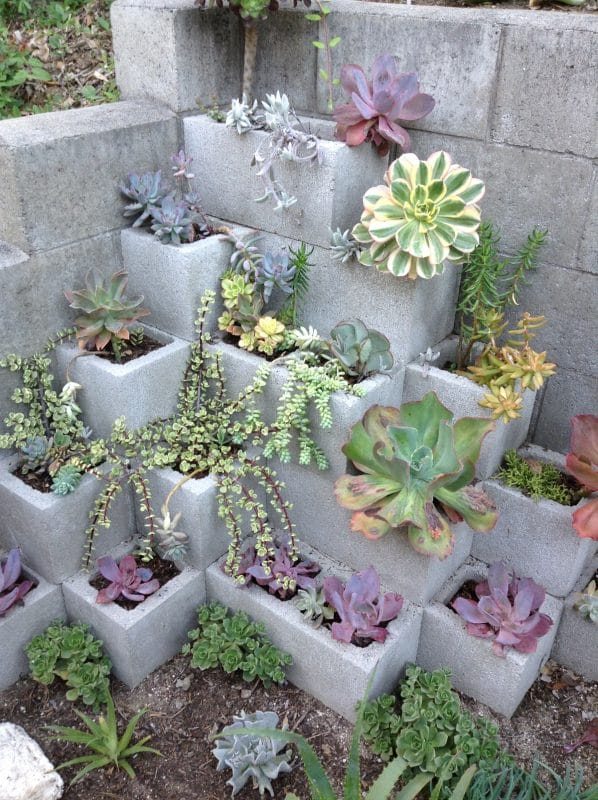 cactus garden design ideas