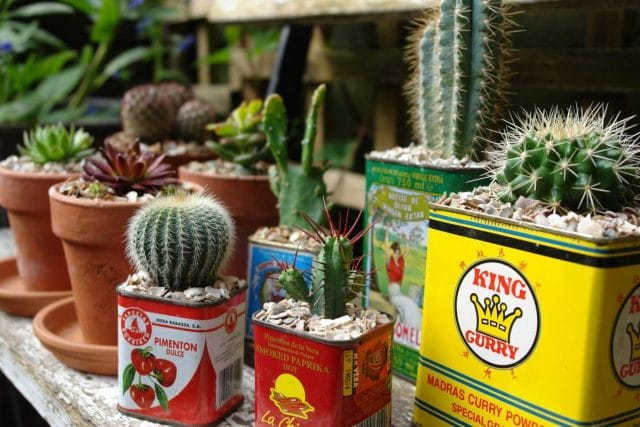 Recycle Cactus Garden Idea