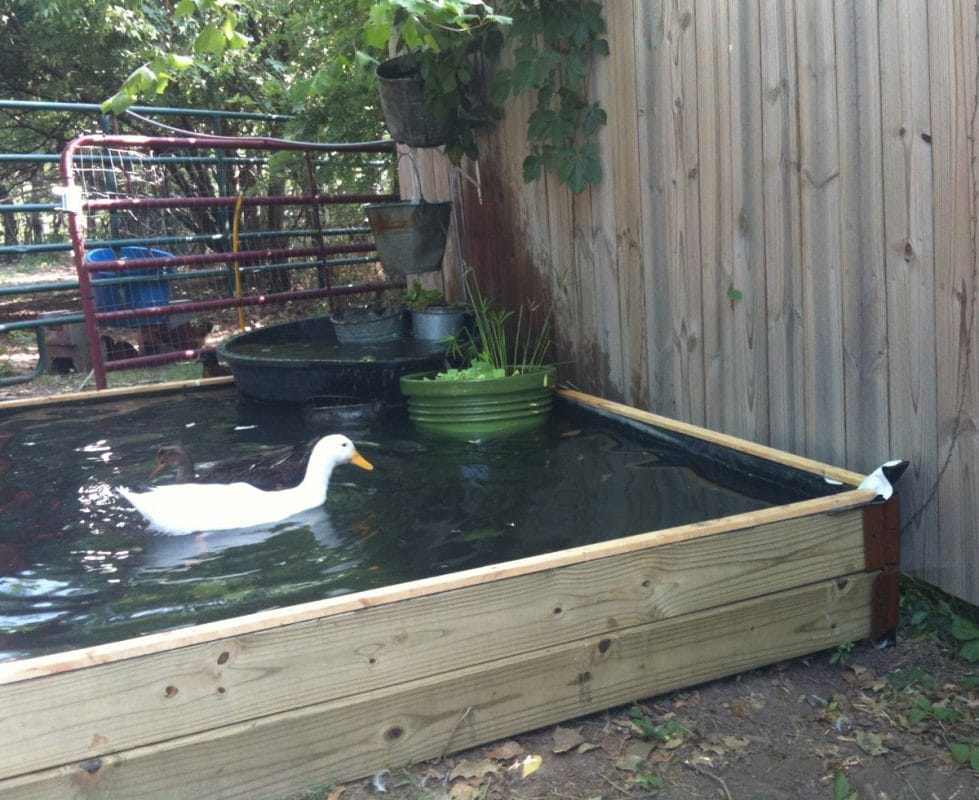 DIY No-Dig Backyard Duck Pond