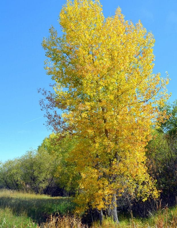 Beautiful Quaking Aspen Tree