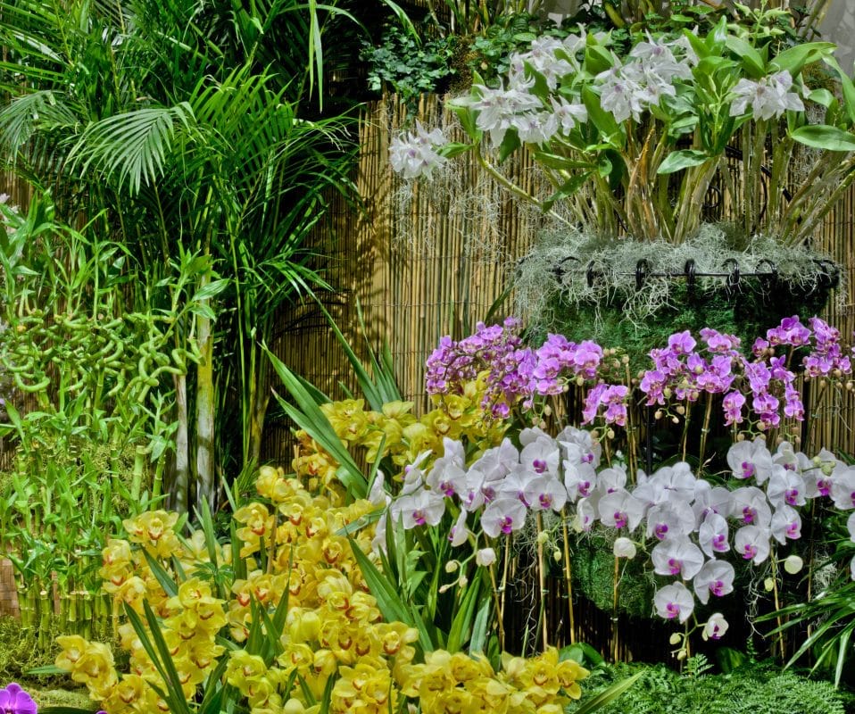 tropical backyard bamboo