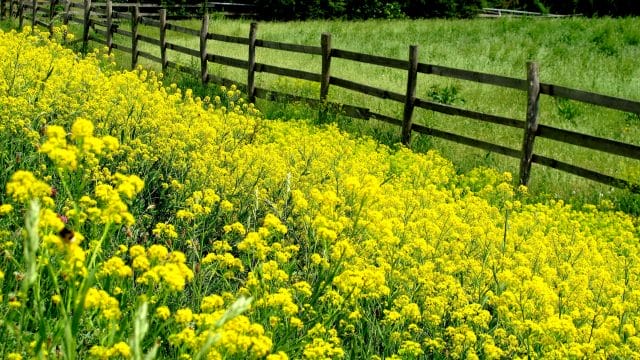 Flowery horse Fence idea