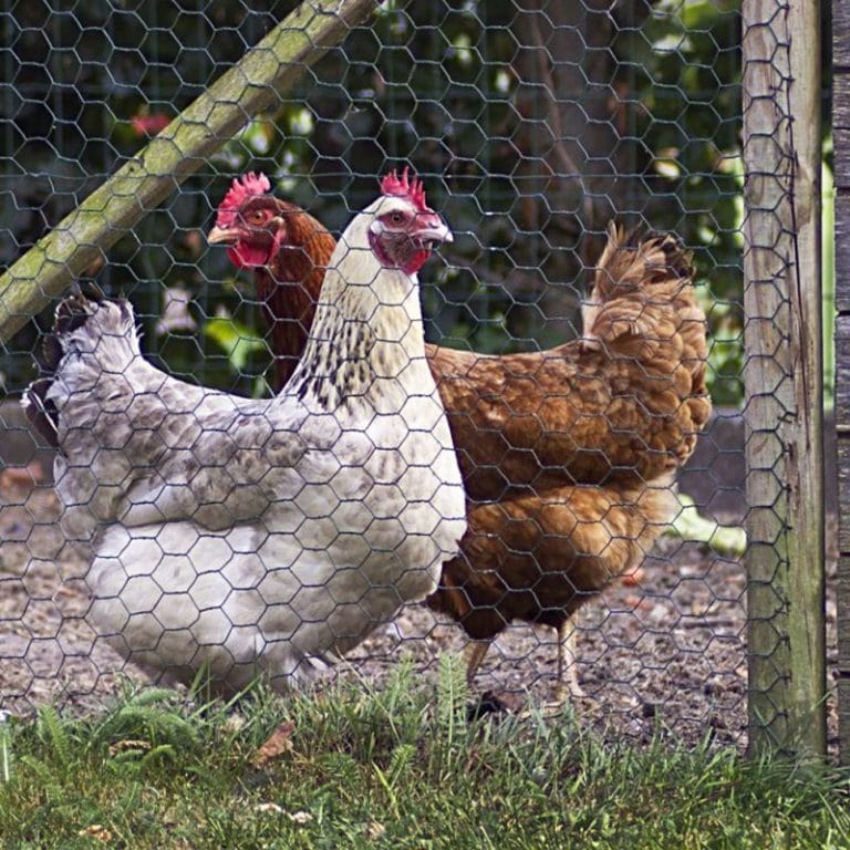 Chicken Fence Ideas