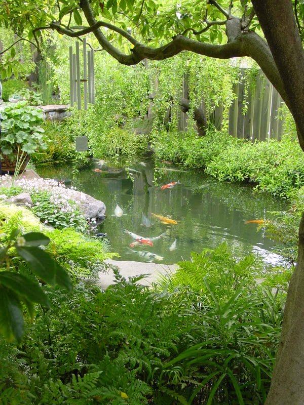 Koi Pond in Forest