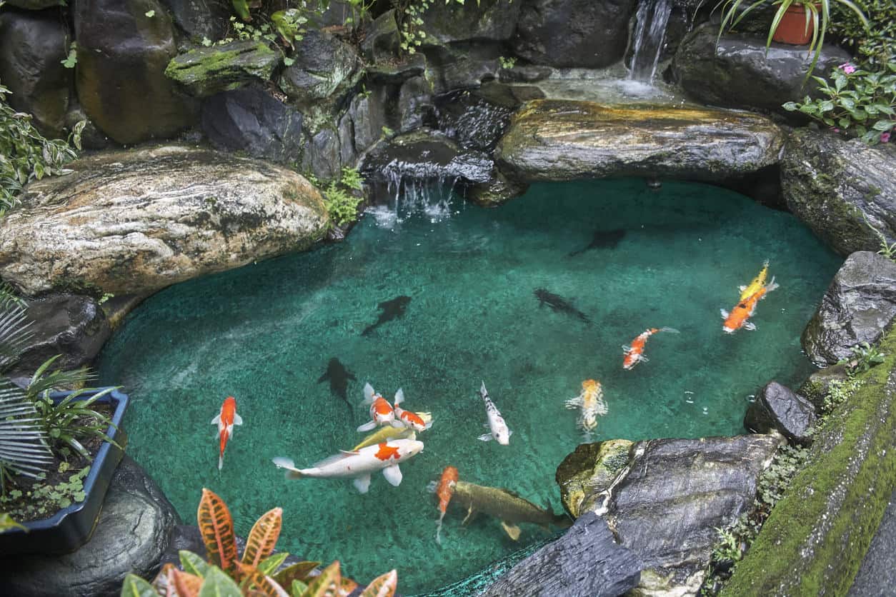 beautiful tropical backyards with fish