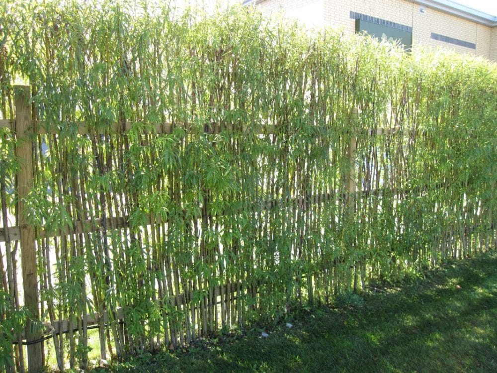 bamboo fence panels lowes