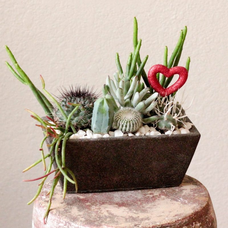 cactus garden gift ideas