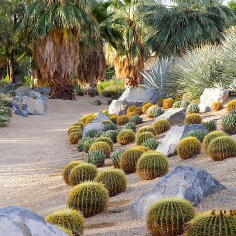 Sandy desert cactus garden idea