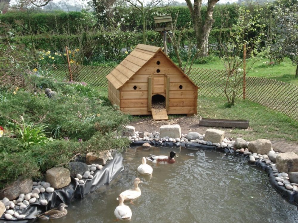 Simple DIY Backyard Duck Pond
