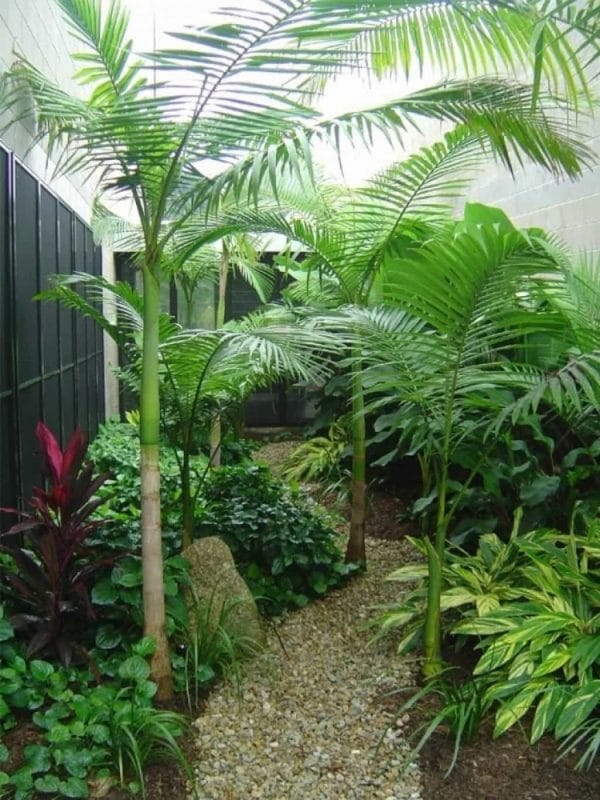 tropical resort style backyard