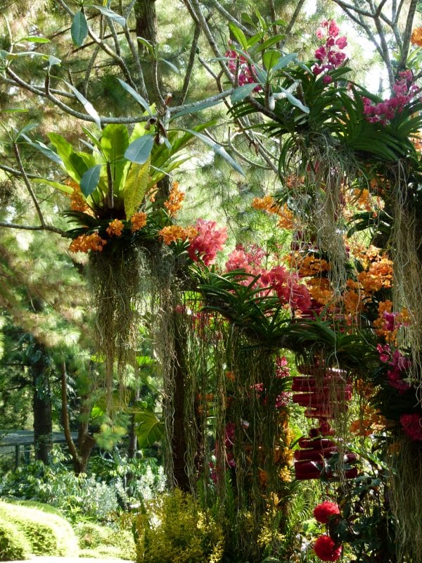 Tropical Orchid garden