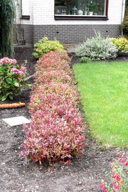 A Row of Fetterbush