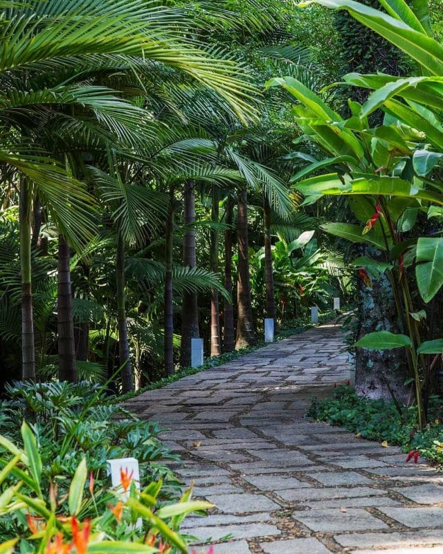 Calming Tropical Path
