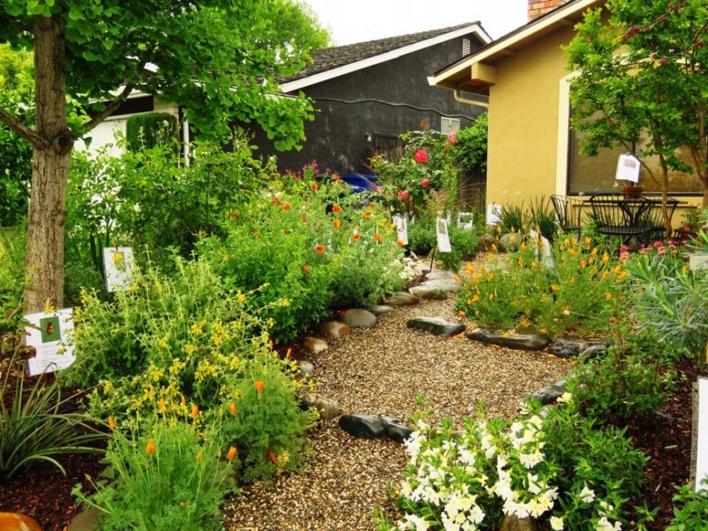 California Native Plants