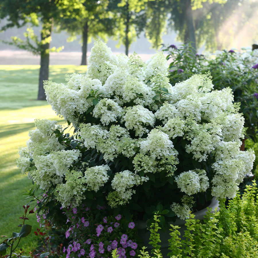 Elegant Smooth Hydrangeas