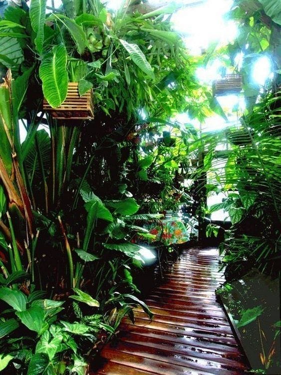 rainforest plants for home