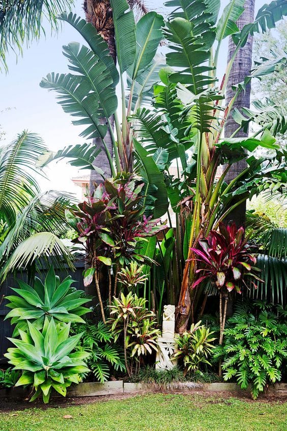 tropical indoor plants