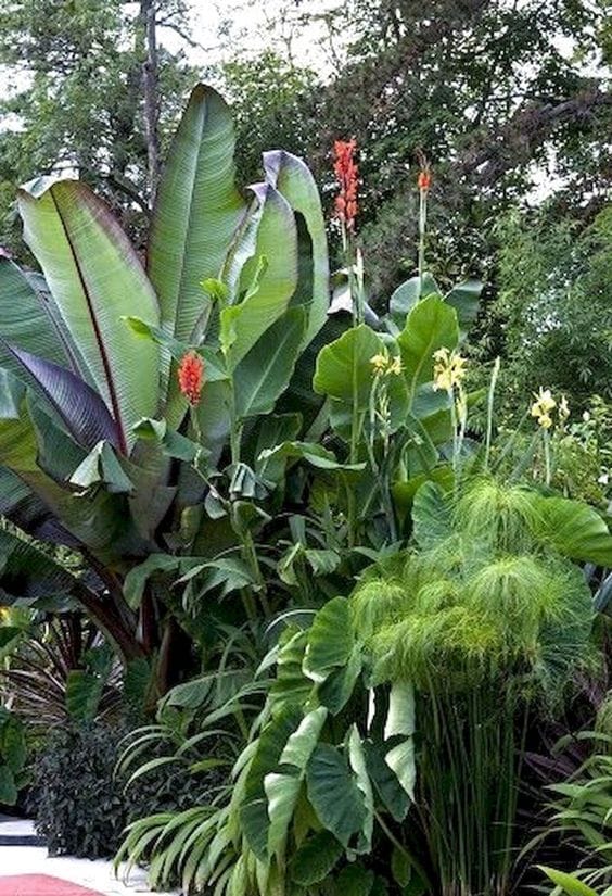 huge foliage plants ideas