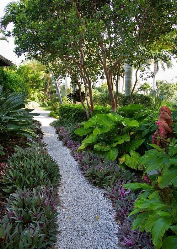 pretty large leafed plants