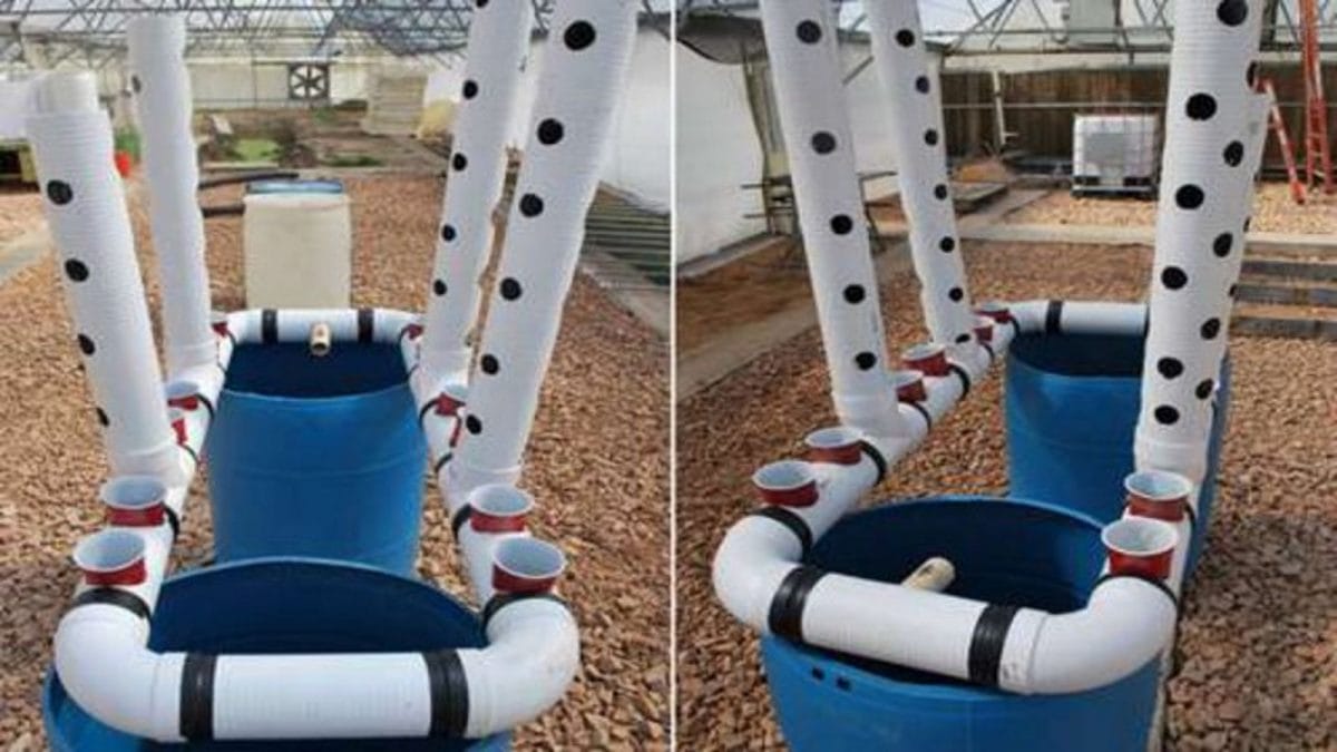 DIY PVC Aquaponic System