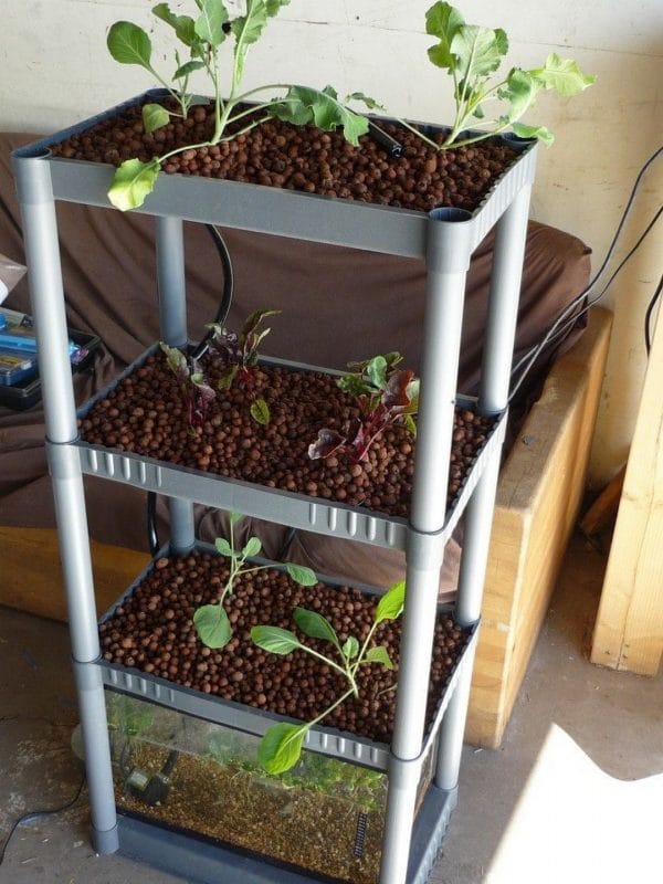 Backyard Aquaponic Garden