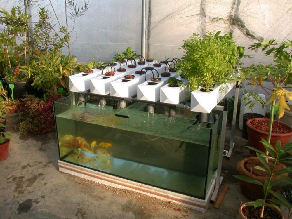 Backyard Aquaponic with Aquarium