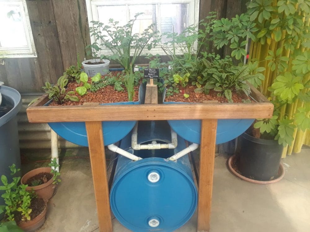 Backyard Aquaponic with Barrel