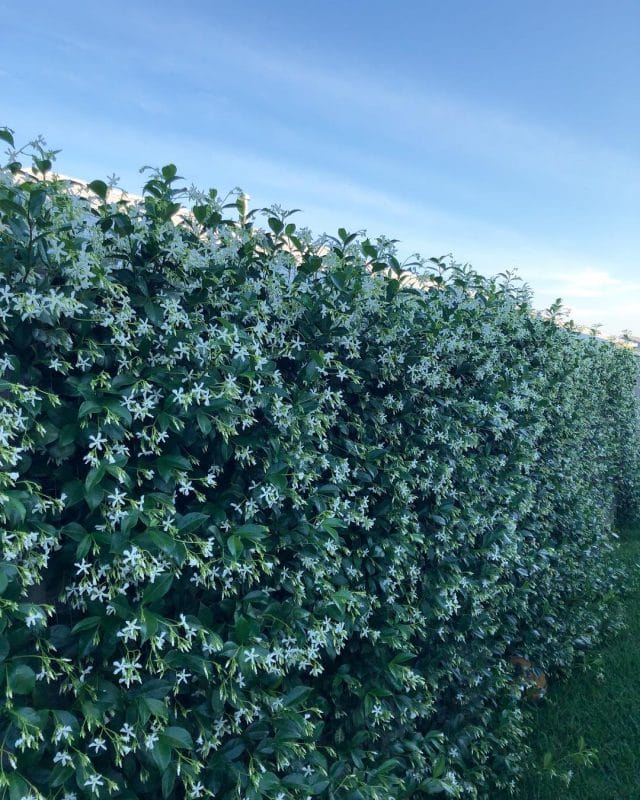 Chinese Jasmine Star Climber