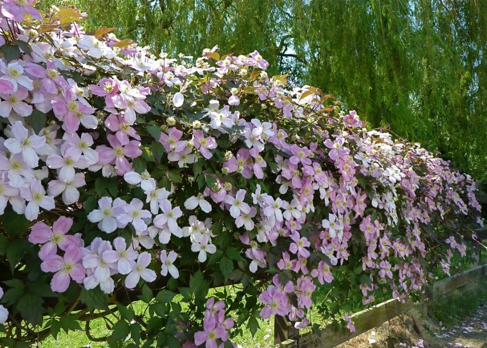 Clematis Montana