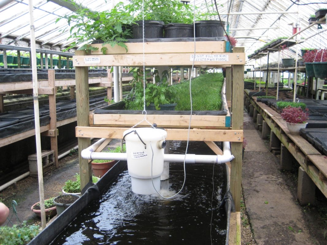 Green Backyard Aquaponic Green Backyard Aquaponic
