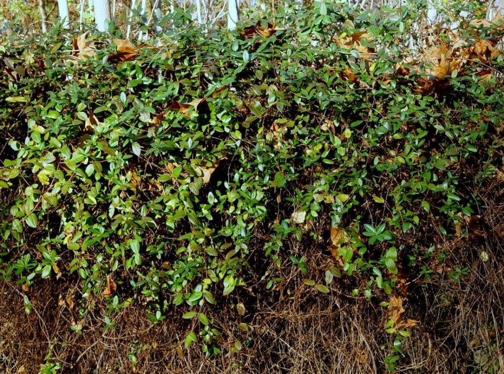 Honeysuckle Vines