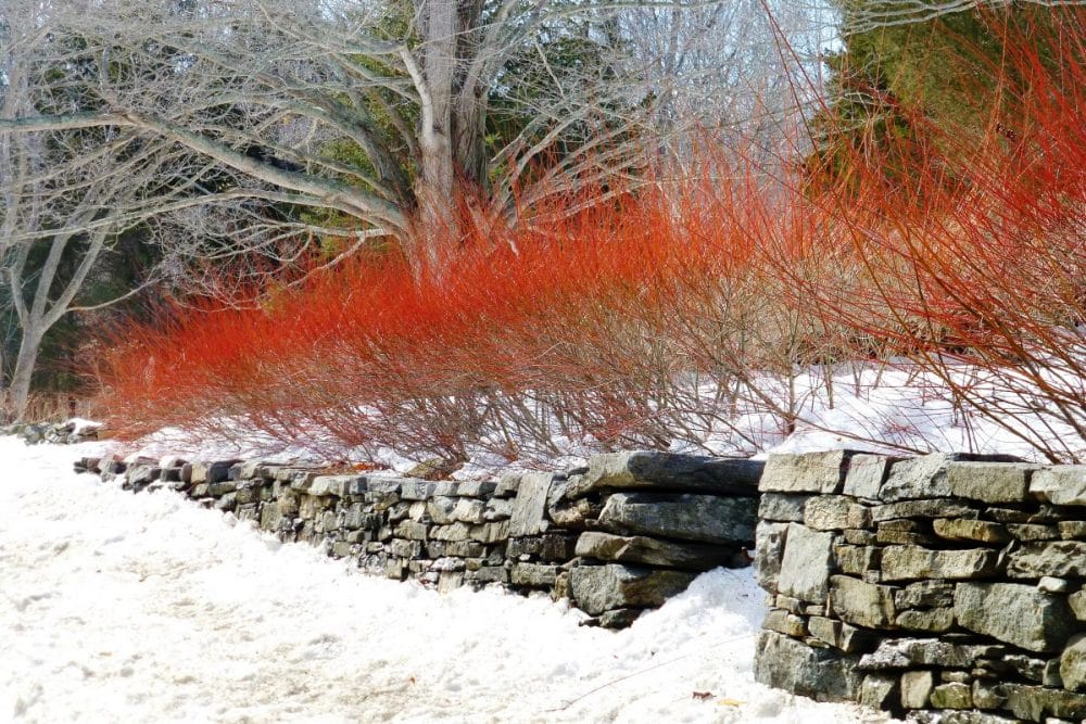 Red Twig Dogwood for Winter