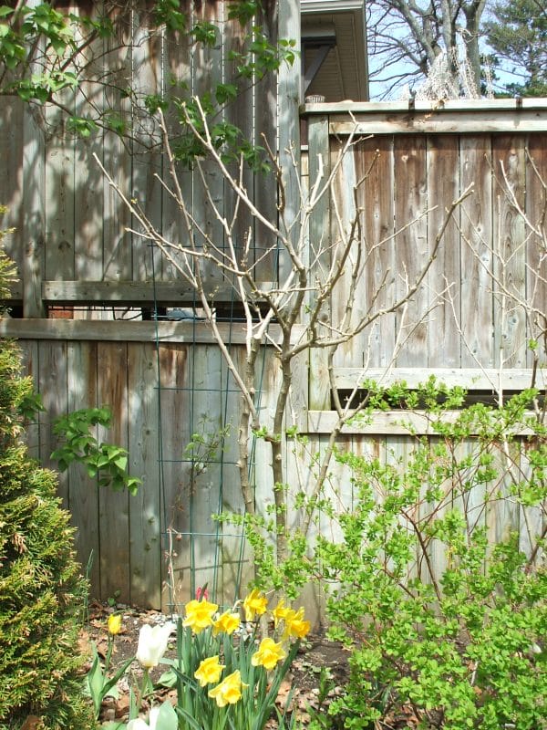 Rose of Sharon for Summer