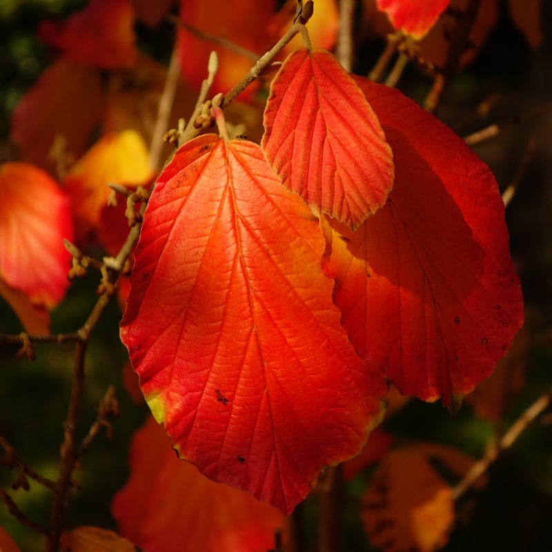 Shrubs for Fall Colors