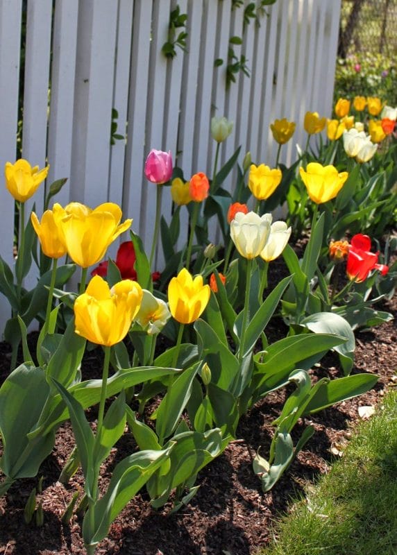 Tulips for Spring Tulips for Spring