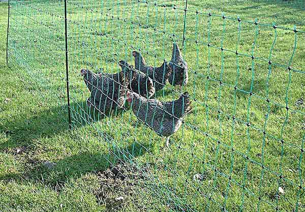 Electric Net Chicken Fence Ideas