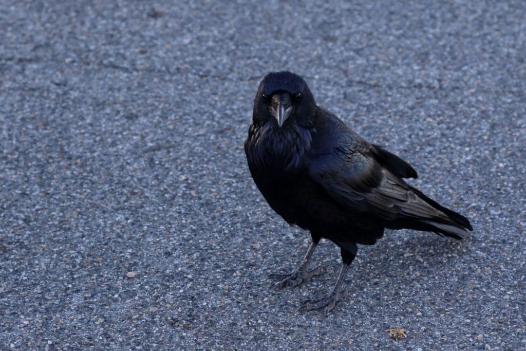 why-so-many-crows-all-of-a-sudden-a-guide-to-know