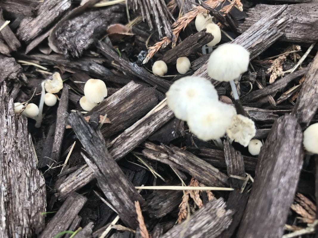 14 Best Ways to Combat Mushrooms Growing in Mulch