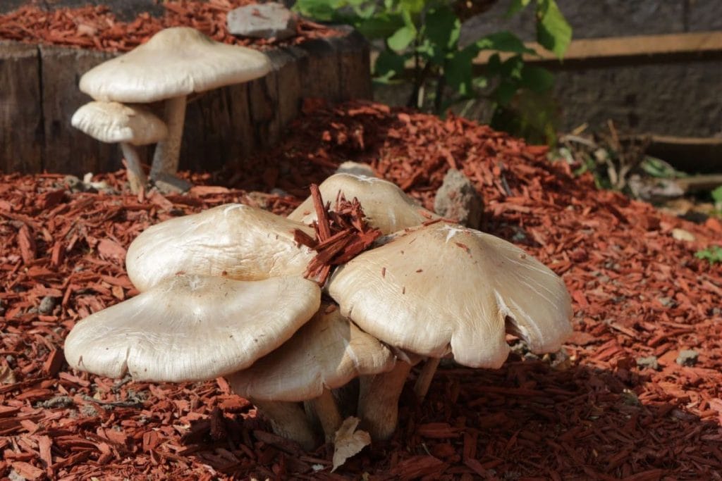 14 Best Ways to Combat Mushrooms Growing in Mulch