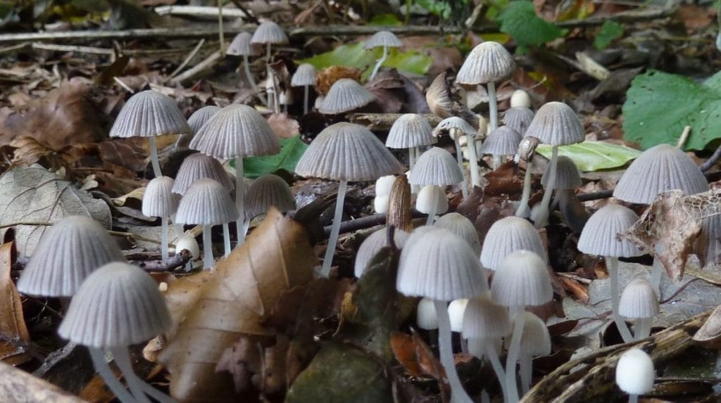 14 Best Ways to Combat Mushrooms Growing in Mulch